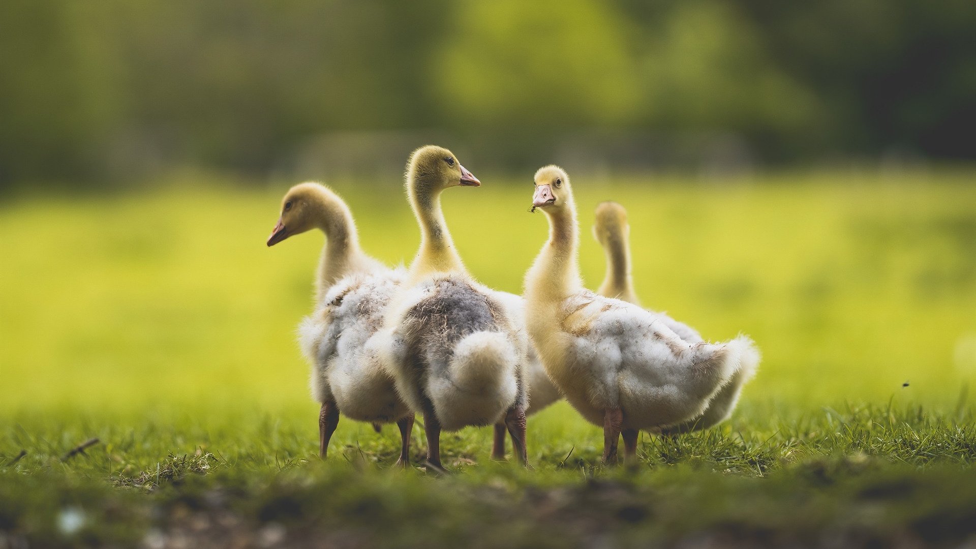 开云体育网站入口-国家队训练营缺少个性化训练计划，国家队训练在哪