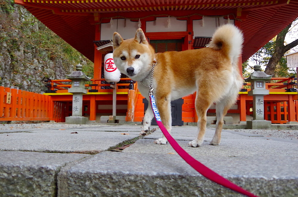 开云 官网 入口-滑雪青少年联赛推动青训体系完善，滑雪比赛青年组年龄段  第1张