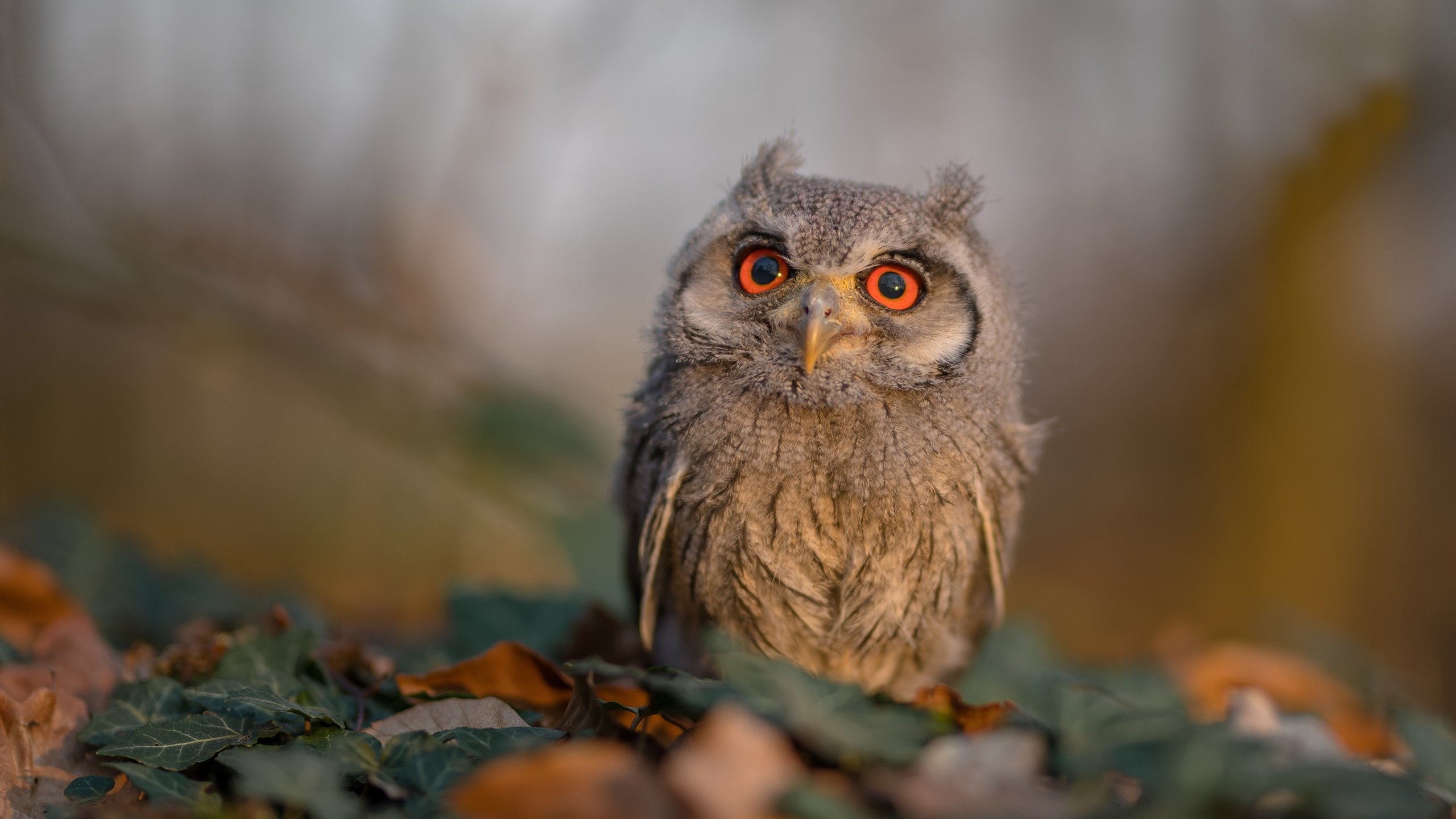 开云体育登入-中国足球俱乐部球迷服务体系不断完善,中国足球俱乐部现状