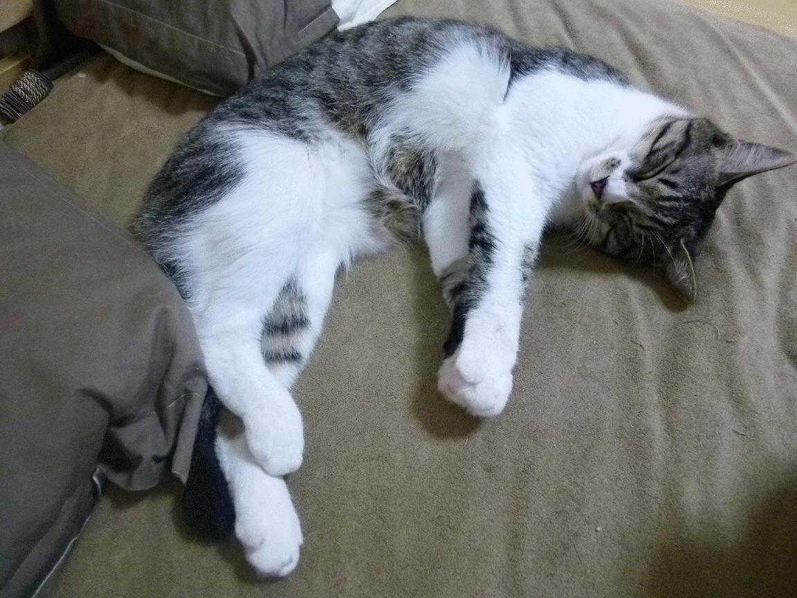 开云官网首页-中超球队主教练任命频繁揭示管理混乱深层问题，2021年中超各队主教练年龄