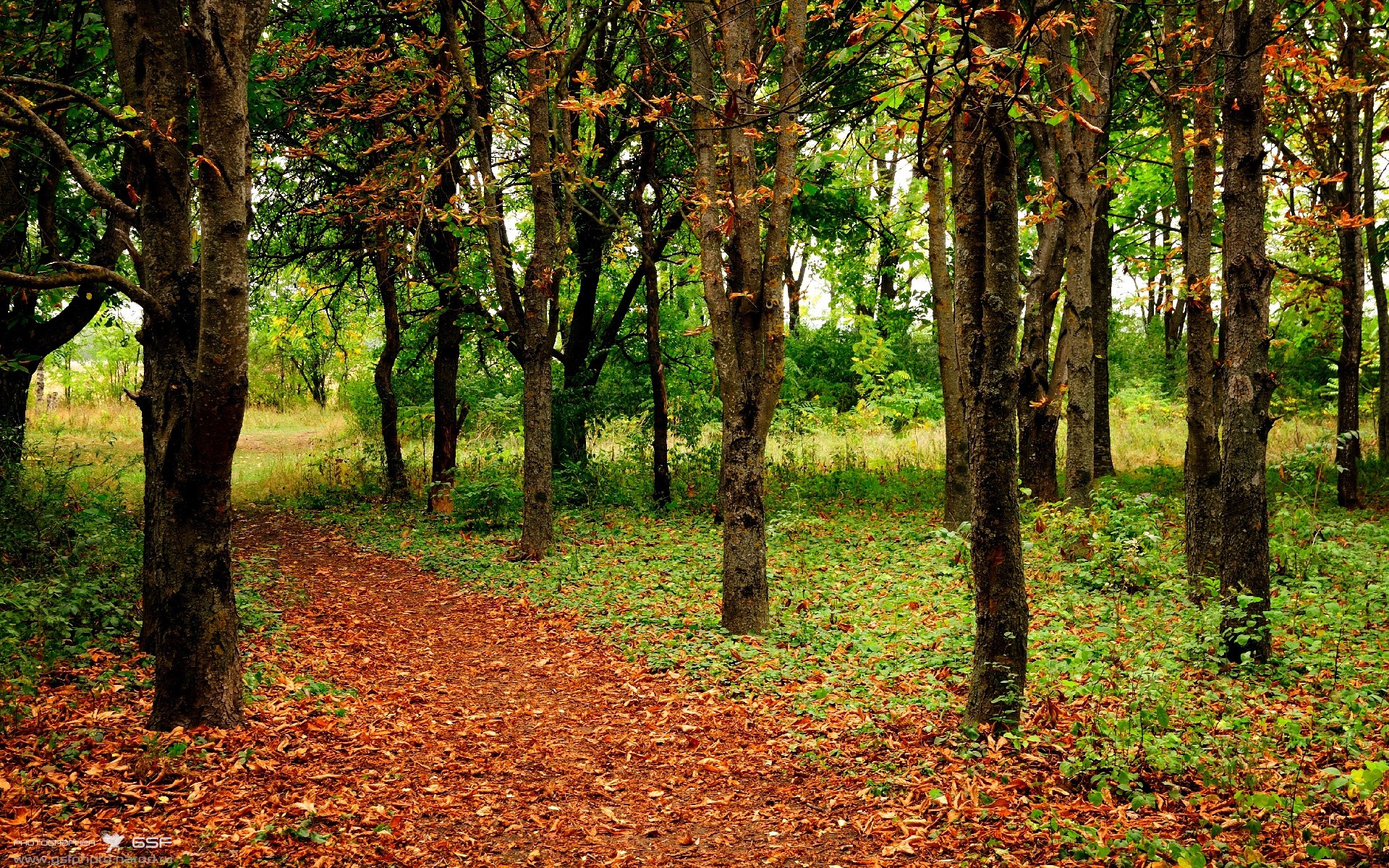 开云体育在线登入-亚历克斯·格林伍德的快速反击与稳固防守帮助袋鼠队创造领先优势