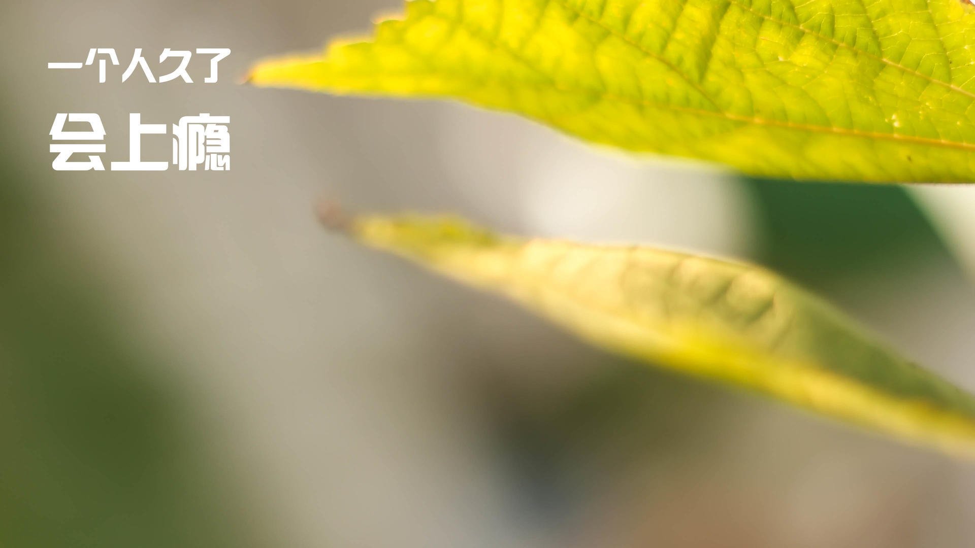 开云体育在线入口-塔特发挥稳定，袋鼠队的中场核心始终如一，塔城袋鼠