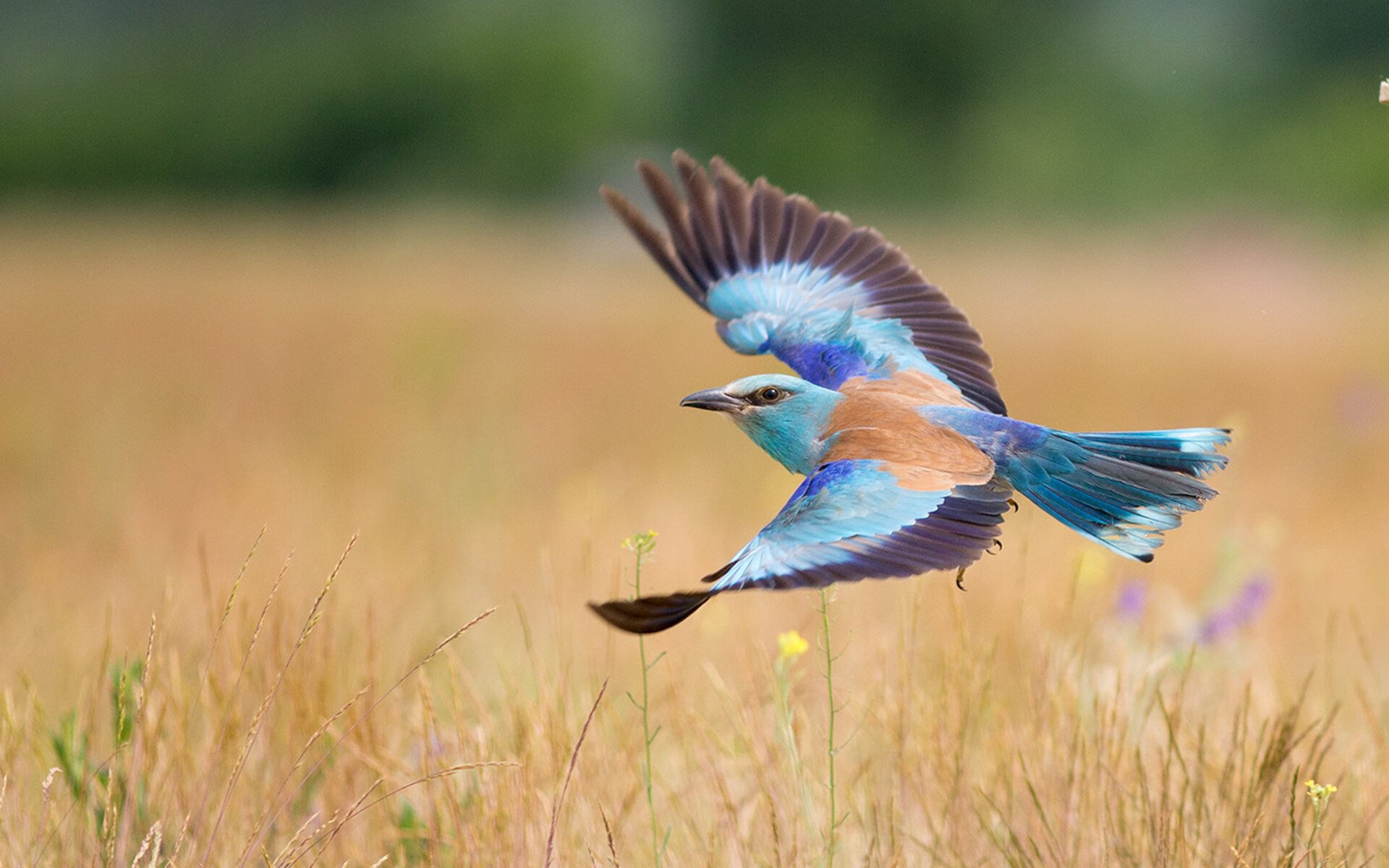 开云官网在线-女子篮球强化半场进攻组织提升球队整体节奏，女子篮球半场规则